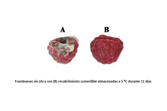 Frambuesas sin (A) y con (B) recubrimiento comestible almacenadas a 5 ºC durante 11 días. 